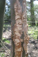 Ring-barking: Causes and Solutions | RHS Advice