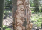 Ringbark Protection Ring-barking: Causes and Solutions | RHS Advice