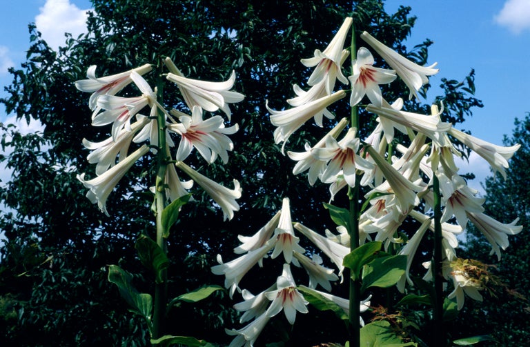Cardiocrinum