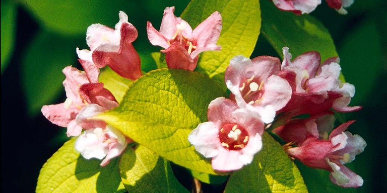 Buy weigelas from RHSPlants.co.uk