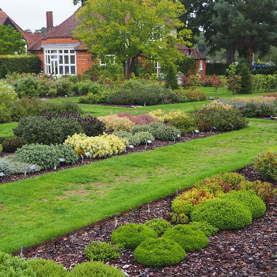 View of shrubby Veronica trial at Wisley. RHS / Rosalyn Marshall