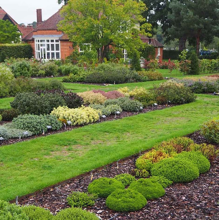 Shrub Erith Erica / RHS Plant Guide