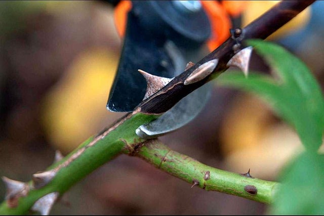 RHS beginners' guide to pruning