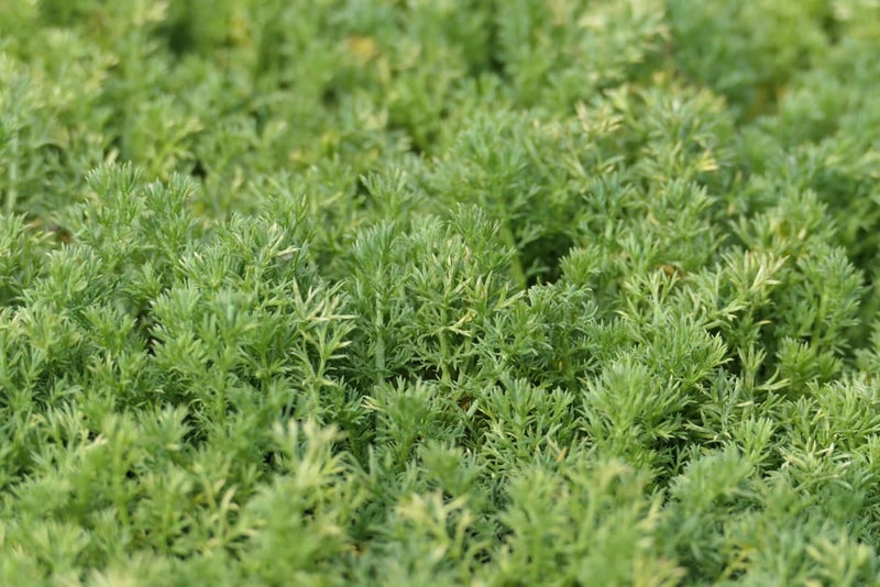 How to grow Chamomile | RHS Guide