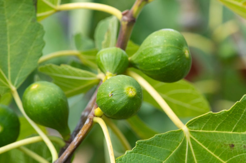 Fig, Ficus carica 'Tena', fruiting at RHS Wisley