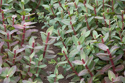 宿根福祿考叢生植株,花朵繁茂密集呈粉紅色系