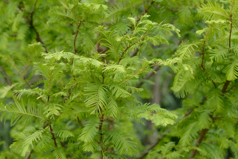 Metasequoia glyptostroboides 'Emerald Feathers'