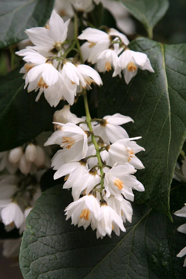 The plantsman’s choice