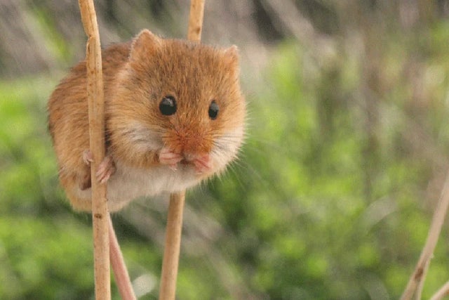 Wildlife gardening