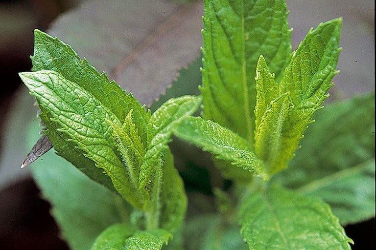 Buy mint at RHSplants.co.uk