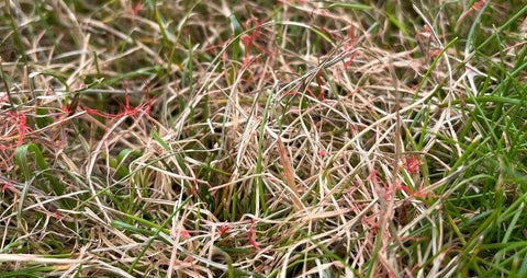 Red thread: Symptoms & Control | RHS Advice