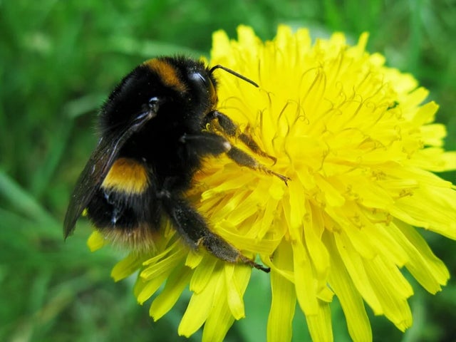 Plants for pollinators