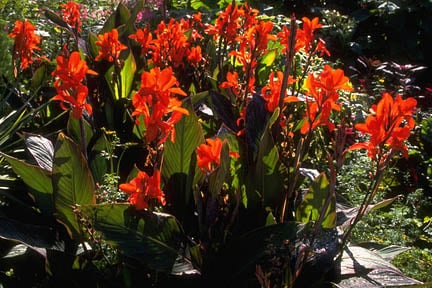 Cannas in midsummer. Credit:RHS/Education.