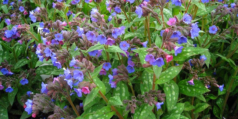 Buy pulmonarias from RHSplants.co.uk