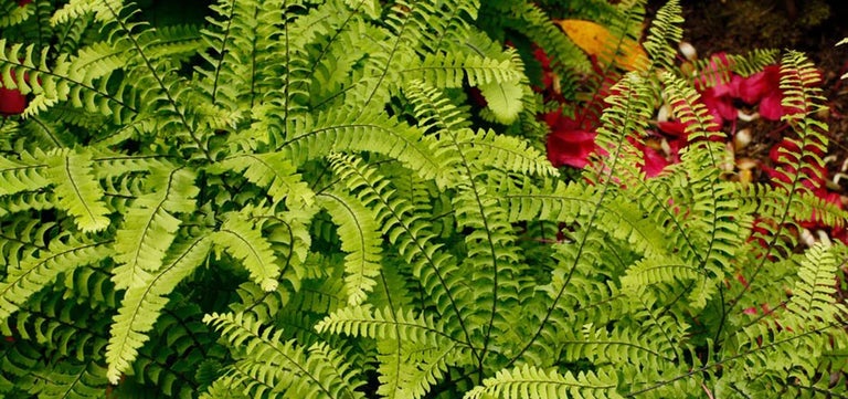 10 award-winning rock plants with good foliage