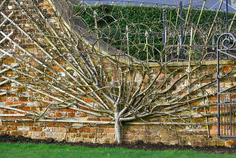Get fanciful with fruit trees
