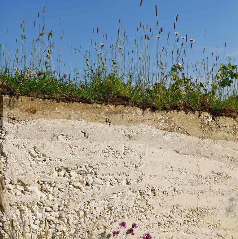 Chalky soils: plants for