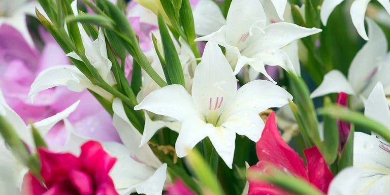 Buy gladioli from RHSPlants.co.uk