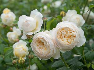Roses (Rosa) / RHS Plant Guide