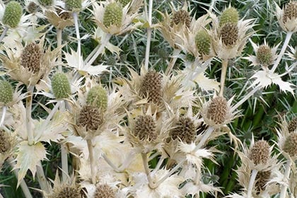 Going to seed