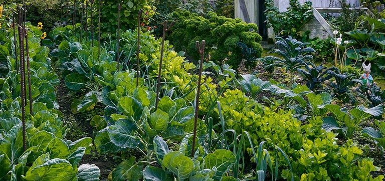 The best crops to grow in shade