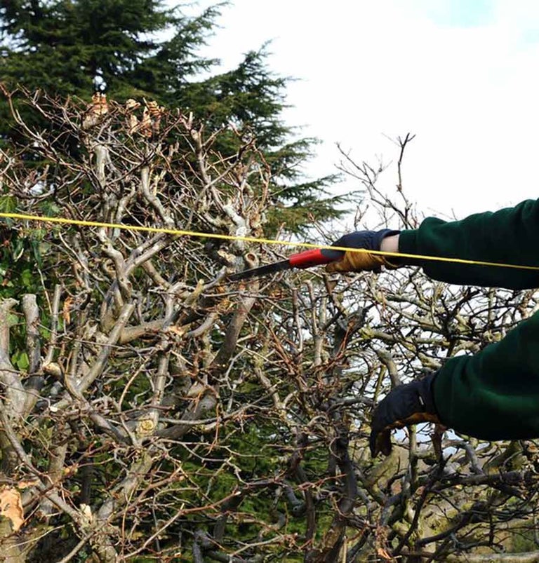 Fall Tree Moveing Moving Trees and Shrubs Safely | RHS Advice