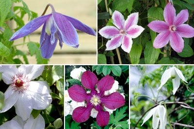 Clematis / RHS Plant Guide