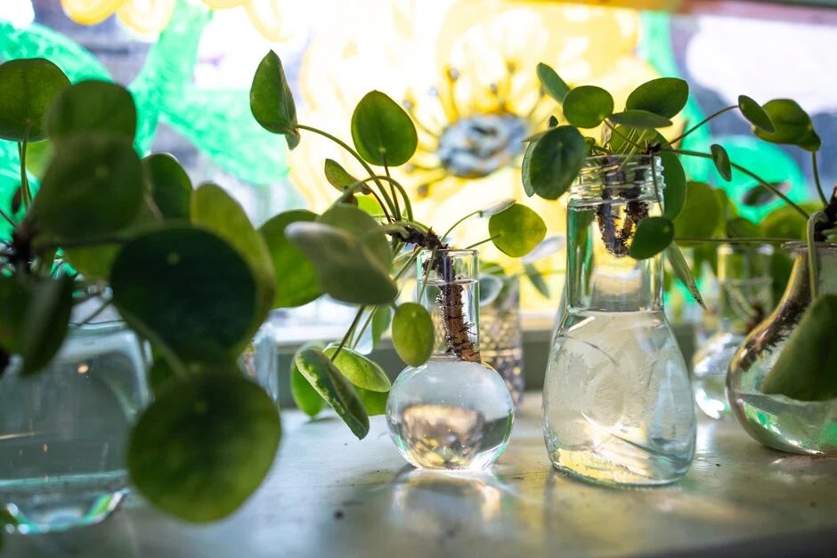 Where to buy this houseplant