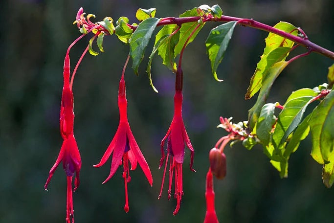 RHS Find a plant online