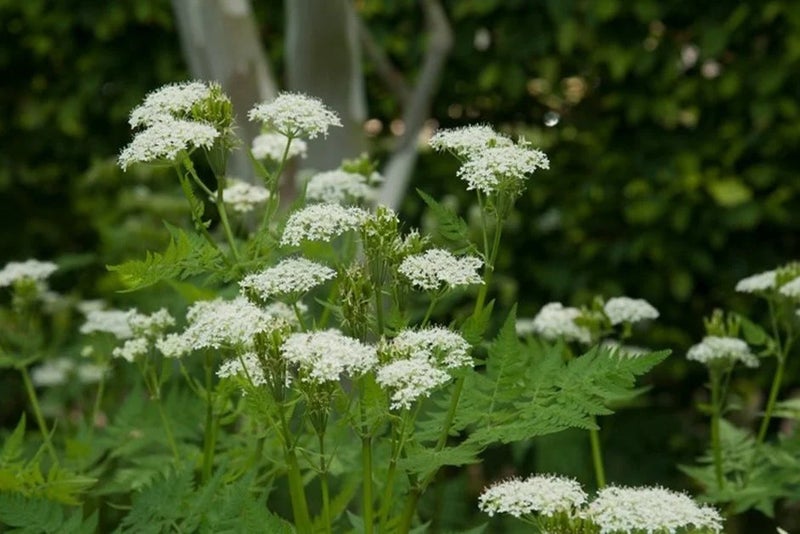 Sweet cicely