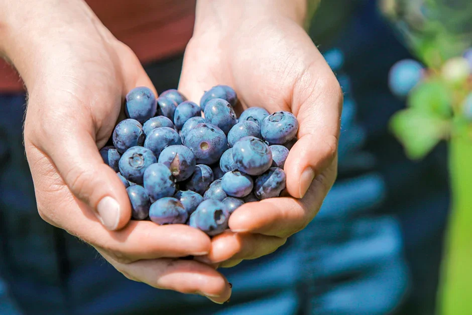 Blueberries