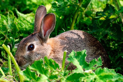 Rabbit. Image: ©www.gardeningworldimages.com