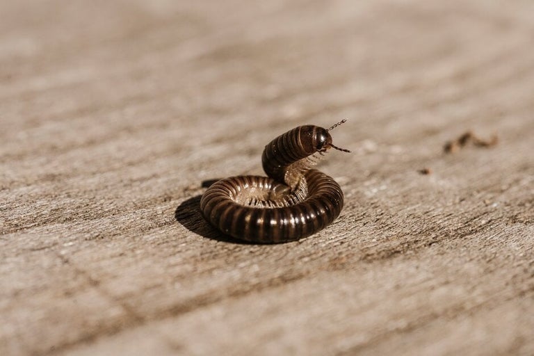 Millipedes