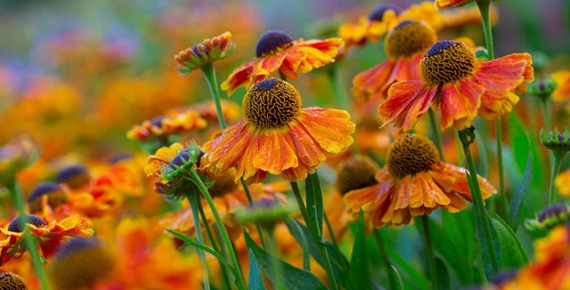 Discover how to grow <i>Helenium</i>