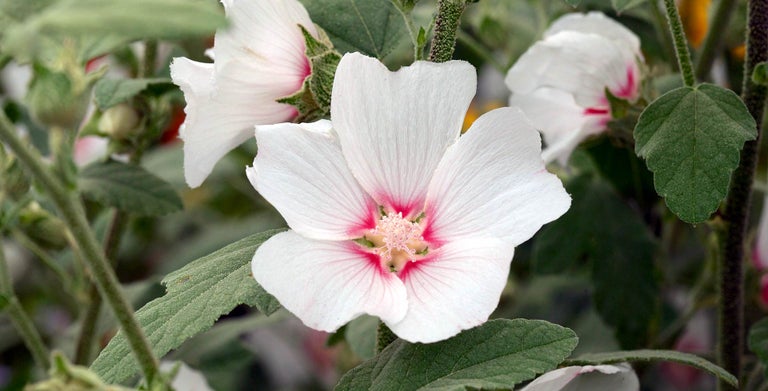 Lavatera