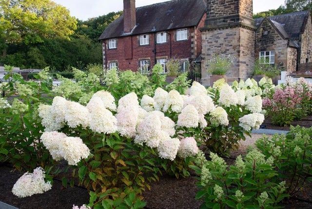 Discover the ongoing trial of <i>Hydrangea paniculata</i> (panicled hydrangea)