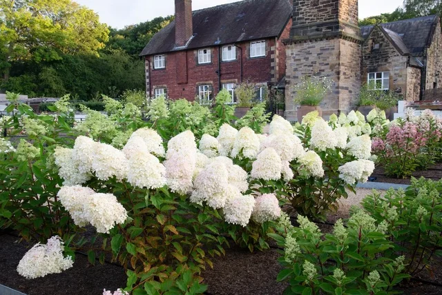 Discover the ongoing trial of <i>Hydrangea paniculata</i> (panicled hydrangea)