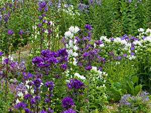 Campanula (Bellflower) / RHS Plant Guide