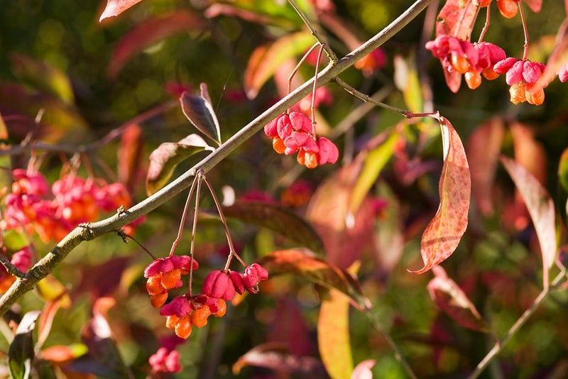 3. Love your shrubs