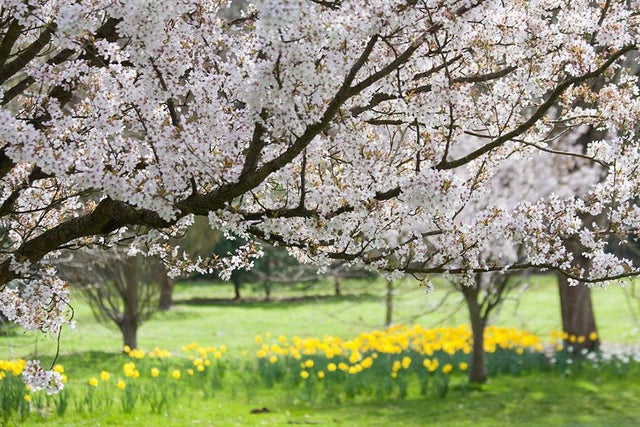 Spring delights at RHS Gardens