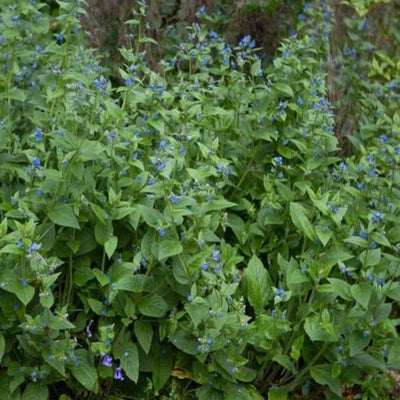 © Dorling Kindersley Ltd.