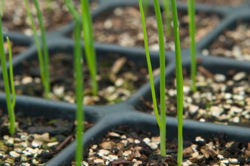 How to grow Leeks | RHS Guide