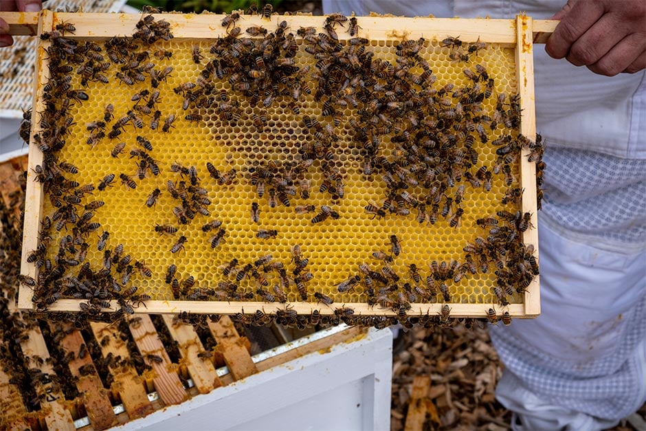 Beehive