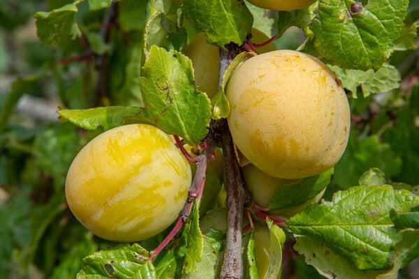 'Warwickshire Drooper' AGM