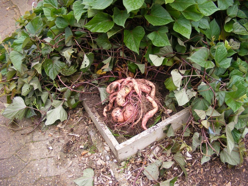 Sweet potato ‘Georgia Jet’ being harvested at RHS Wisley