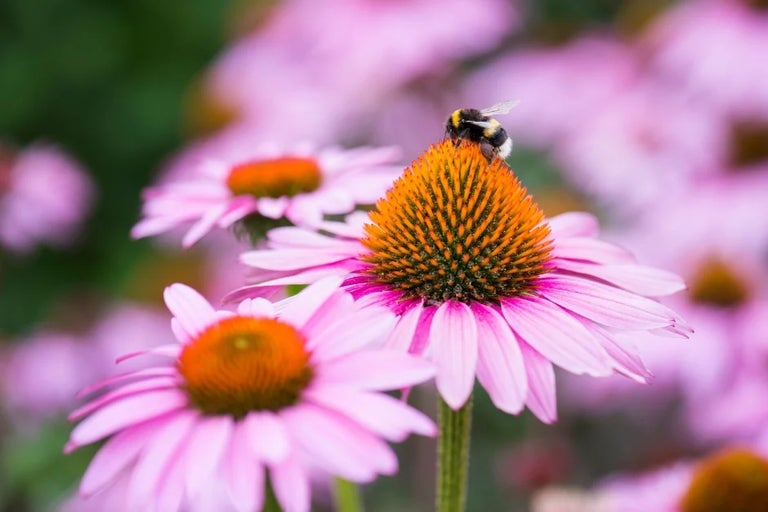 RHS Plants for Pollinators hub