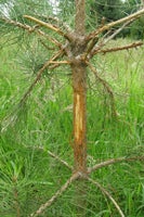 Ring-barking: Causes and Solutions | RHS Advice