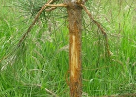 Ringbark Protection Ring-barking: Causes and Solutions | RHS Advice