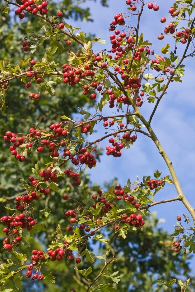 May – Crataegus monogyna
