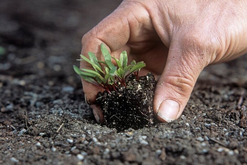 How to grow Beetroot | RHS Guide